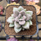 Echeveria 'Angels Kiwi' 2" Air Magic Hybrid Succulent Plant