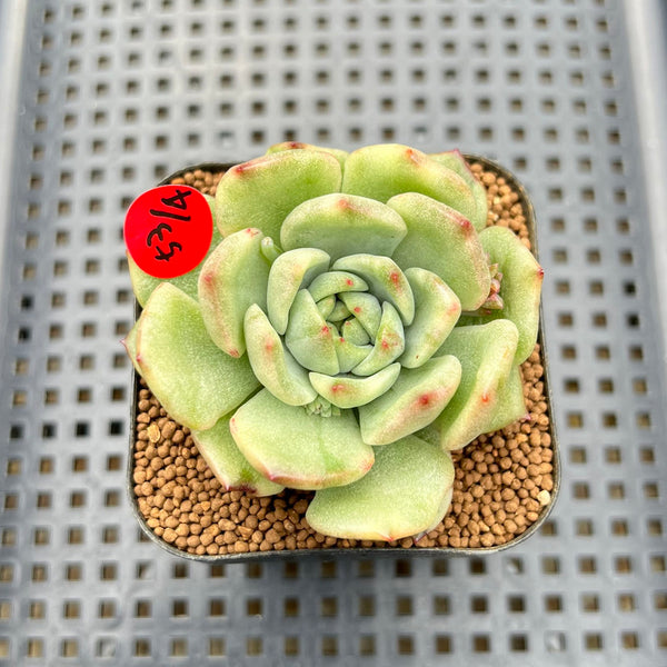 Echeveria 'Jaoki' (자옥이) Variegated 2" Succulent Plant Cutting