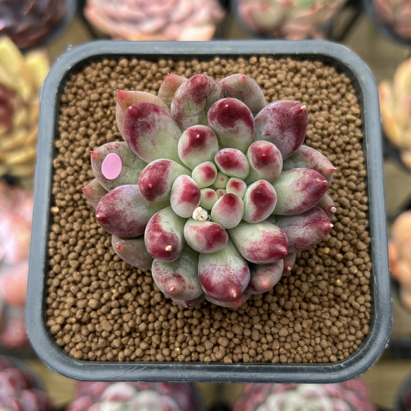 Pachyphytum 'Yeonji' 2" Succulent Plant