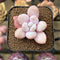 Graptopetalum 'Peach Honey' 2" New Hybrid Succulent Plant Cutting