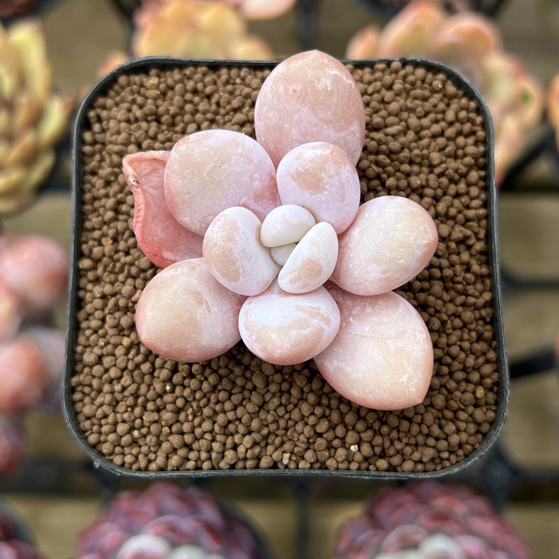 Graptopetalum 'Peach Honey' 2" New Hybrid Succulent Plant Cutting