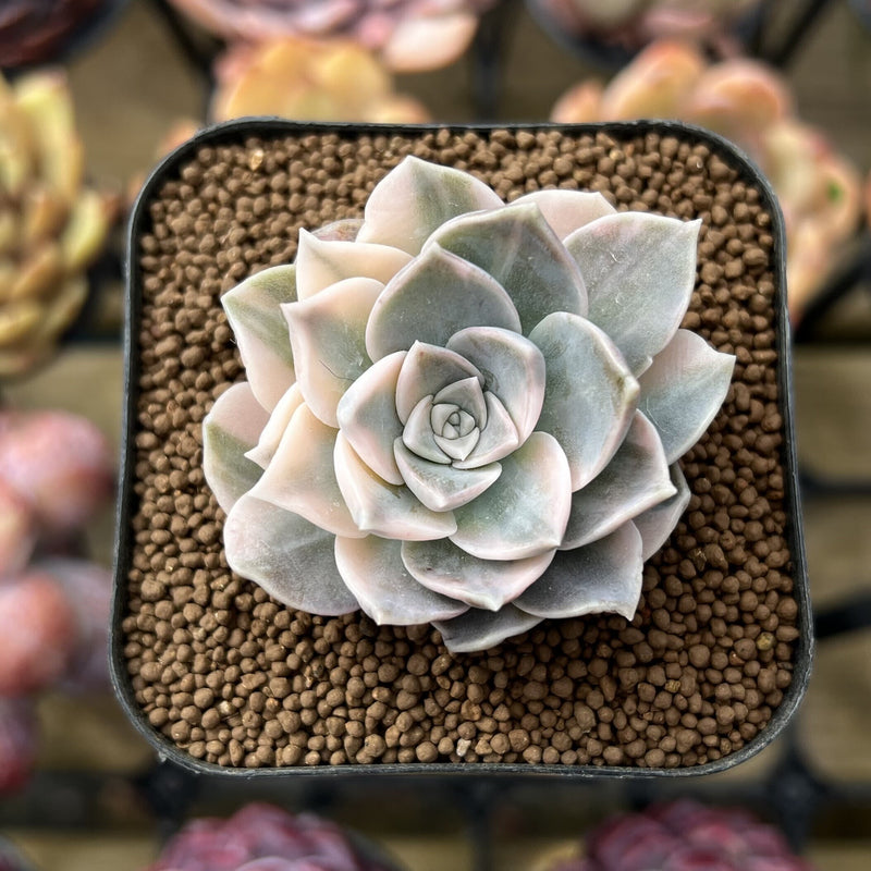 Echeveria 'Ana' Variegated 1"-2" Succulent Plant Cutting