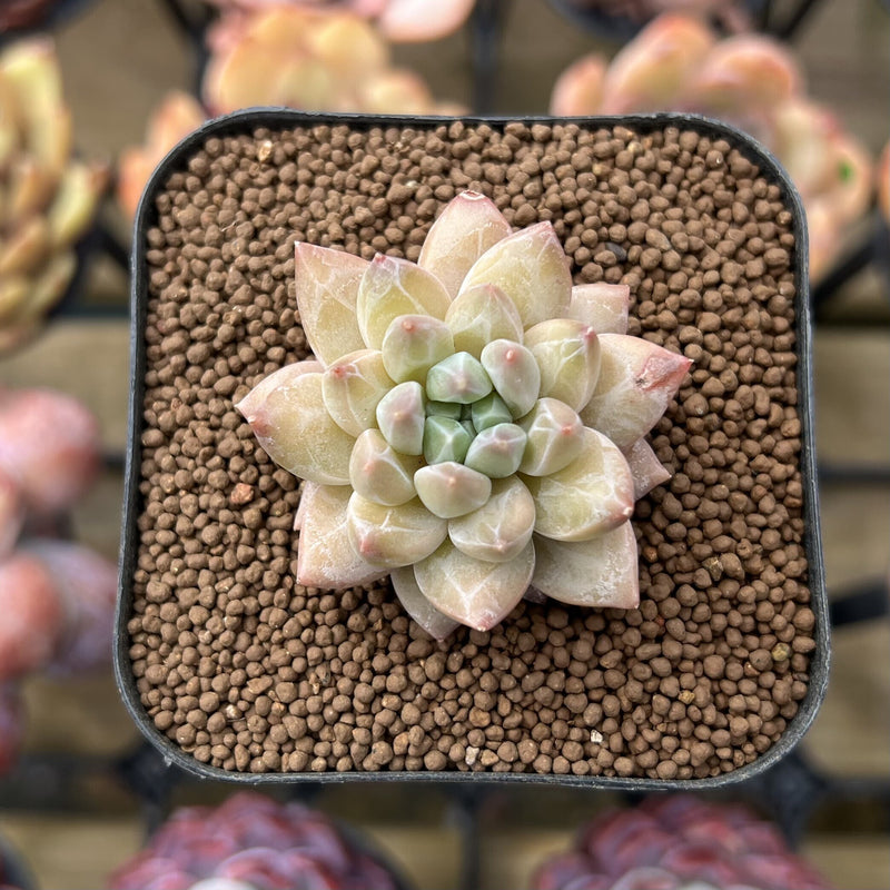 Pachyphytum 'Unicorn' 1" Small Changhee Hybrid Succulent Plant