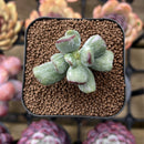 Cotyleydon Orbiculata Var. 'Hoppi' Variegated 1"-2" Succulent Plant Cutting