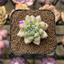 Pachyphytum 'Unicorn' 1" Small Changhee Hybrid Succulent Plant