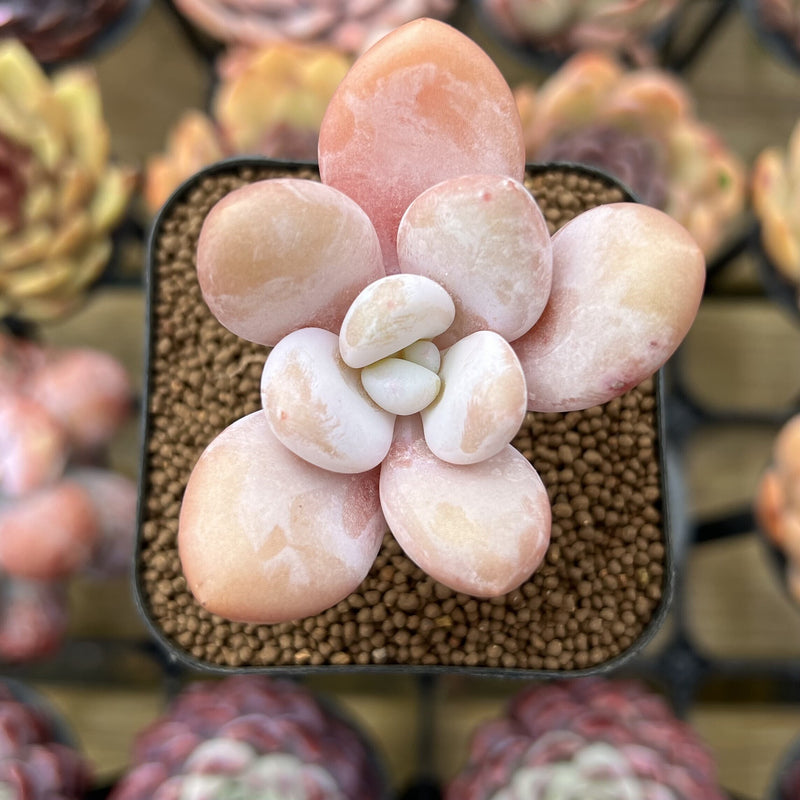 Graptopetalum 'Peach Honey' 2" New Hybrid Succulent Plant Cutting