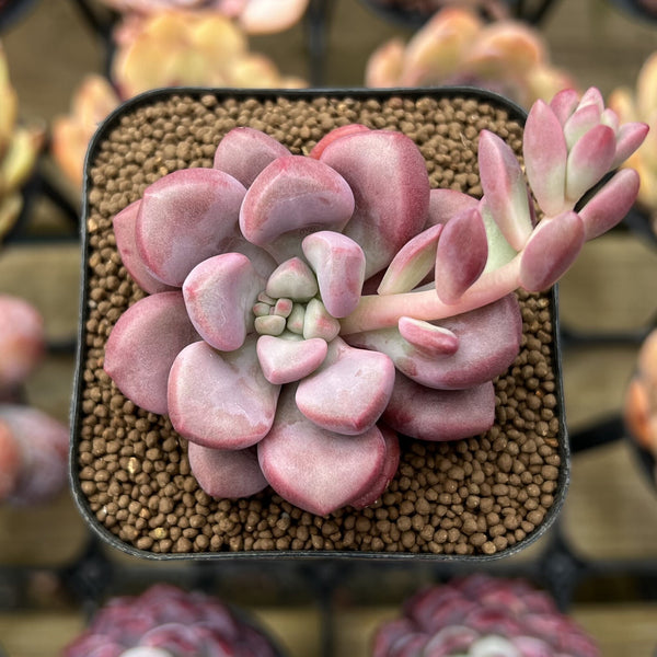 Graptopetalum 'Polari Heart' 2" Succulent Plant Cutting