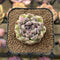 Echeveria 'Amethyst' 2" Succulent Plant Cutting