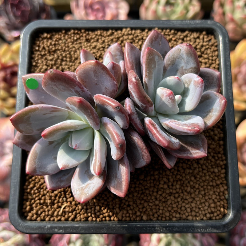 Graptoveria 'Acute Pink' 3" New Hybrid Succulent Plant Cutting