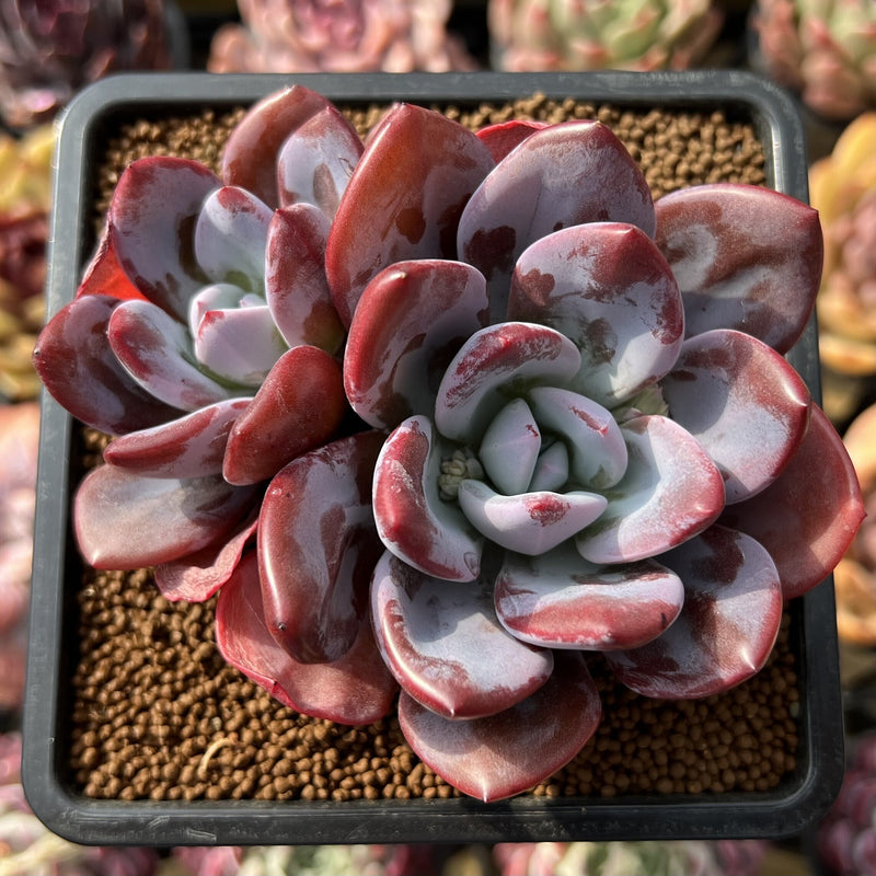 Graptoveria 'Acute Pink' 3" New Hybrid Succulent Plant Cutting