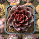 Echeveria 'Amaterasu' 2" Succulent Plant Cutting