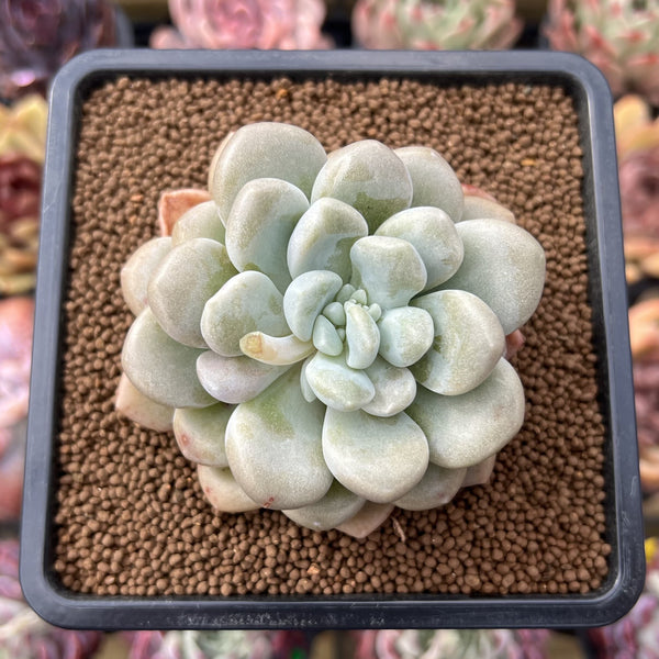 Graptoveria 'Bubble Bomb' 2" Succulent Plant