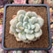 Graptoveria 'Bubble Bomb' 2" Succulent Plant