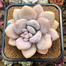 Graptoveria 'Opalina' x Laui Hybrid 4" Succulent Plant Cutting