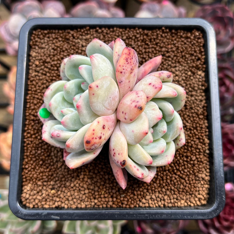 Echeveria 'Ariel' 2" Succulent Plant Cutting