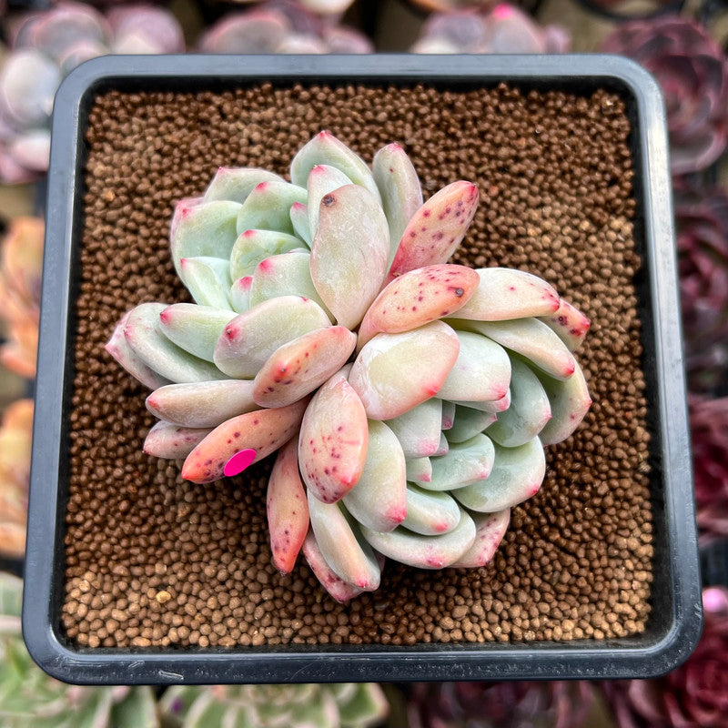 Echeveria 'Ariel' 2" Succulent Plant Cutting