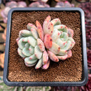 Echeveria 'Ariel' 2" Succulent Plant Cutting