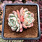 Echeveria 'Ariel' 2" Succulent Plant Cutting