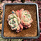 Echeveria 'Ariel' 2" Succulent Plant Cutting