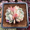 Echeveria 'Ariel' 2" Succulent Plant Cutting