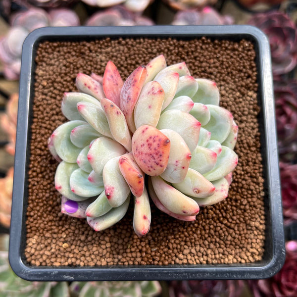 Echeveria 'Ariel' 2" Succulent Plant Cutting