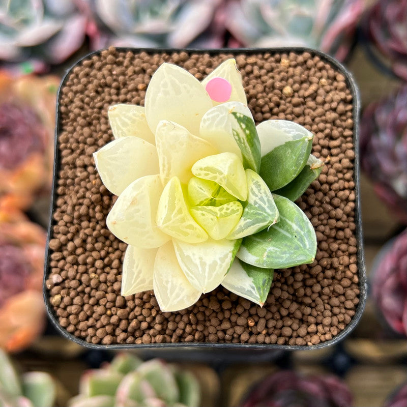 Haworthia Cymbiformis Variegated 2" Succulent Plant Cutting