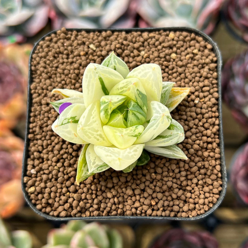 Haworthia Cymbiformis Variegated 2" Succulent Plant Cutting