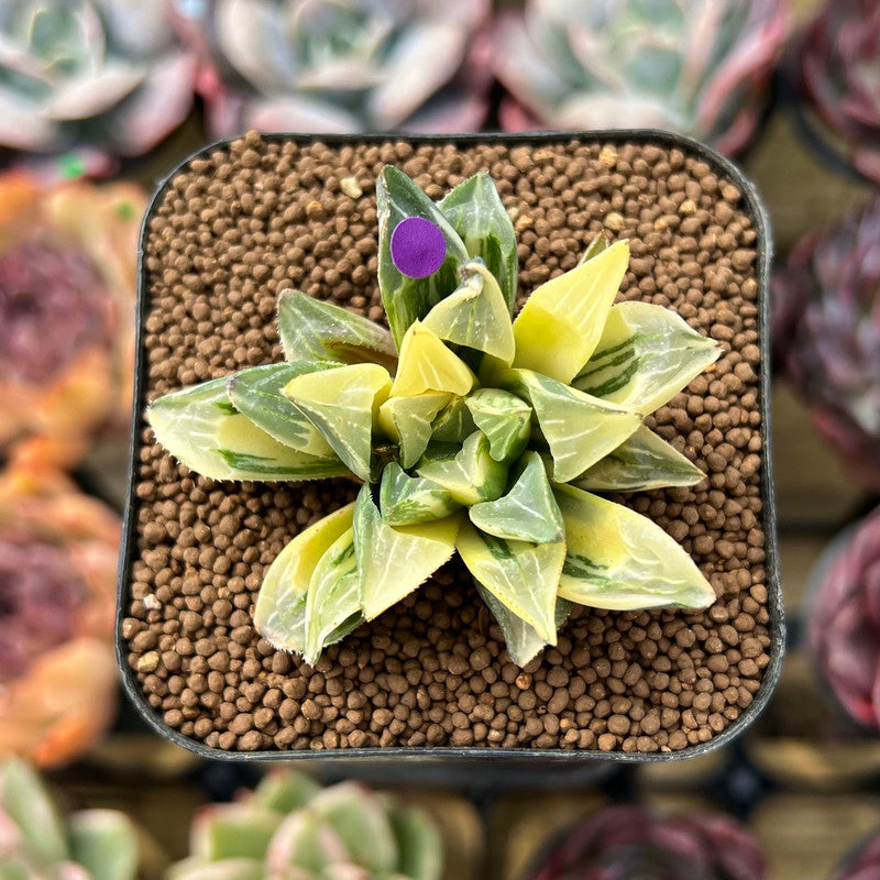 Haworthia Heidelbergensis Variegated 2" Succulent Plant Cutting