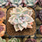 Graptopetalum 'Paraguayense' 2" Succulent Plant Cutting