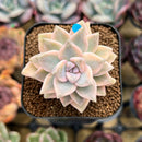 Graptopetalum 'Paraguayense' 2" Succulent Plant Cutting