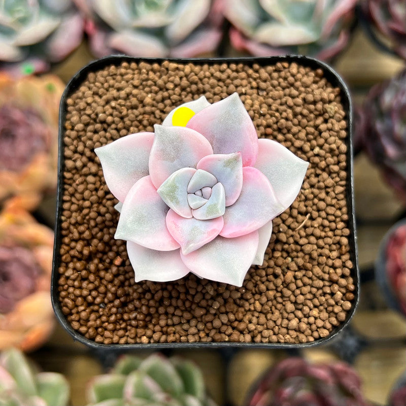 Graptopetalum 'Purple Delight' Variegated 1" Succulent Plant Cutting