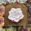 Graptopetalum 'Purple Delight' Variegated 1" Succulent Plant Cutting