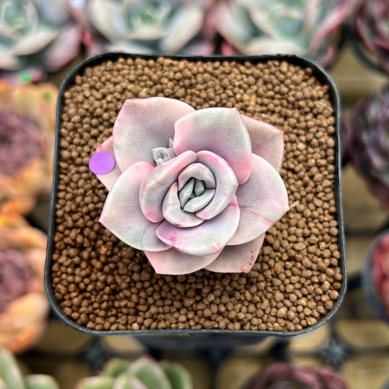 Graptopetalum 'Bainesii' Variegated 1" Succulent Plant Cutting