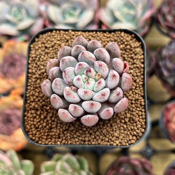 Echeveria 'Anthony Queen' 2" Succulent Plant Cutting