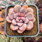 Graptopetalum 'Polari Heart' 2" Succulent Plant