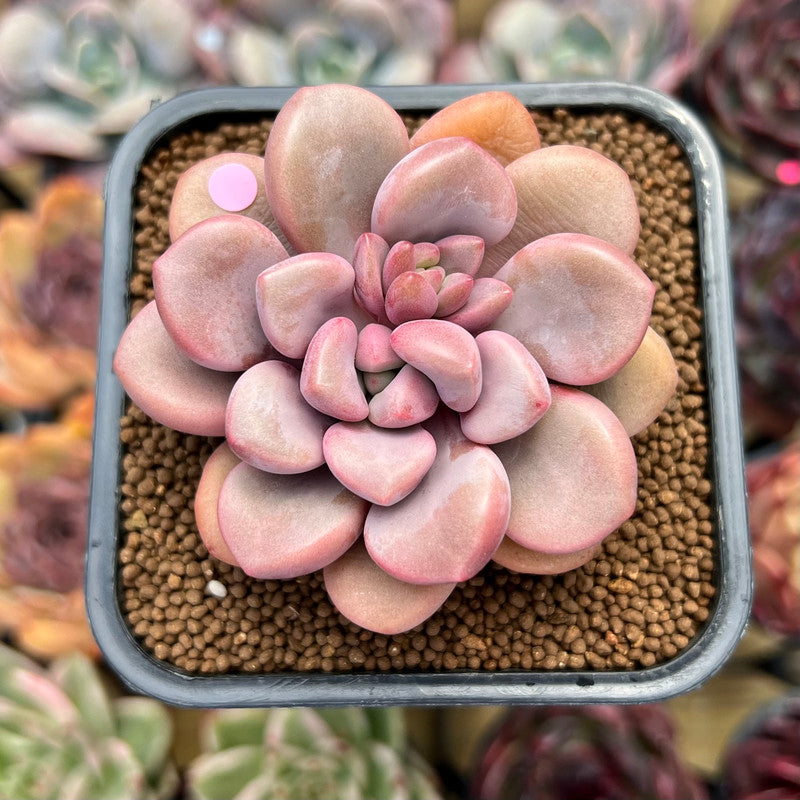 Graptopetalum 'Polari Heart' 2" Succulent Plant