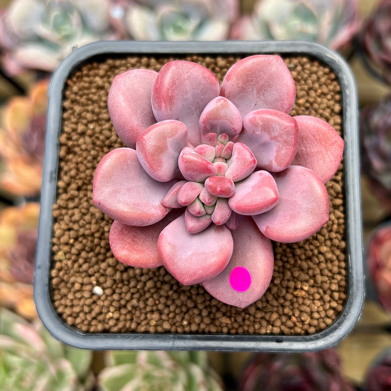 Graptopetalum 'Polari Heart' 2" Succulent Plant