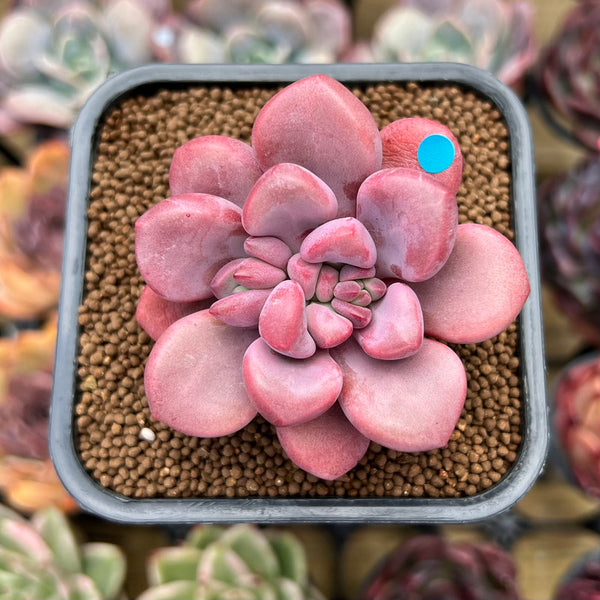 Graptopetalum 'Polari Heart' 2" Succulent Plant