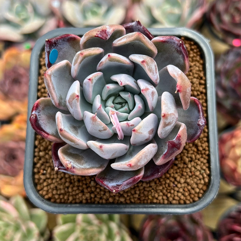 Echeveria sp. 2" Succulent Plant Cutting