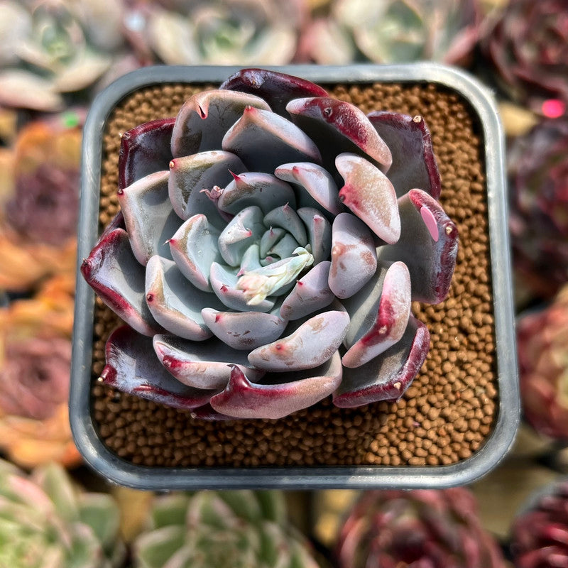 Echeveria sp. 2" Succulent Plant Cutting