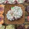 Echeveria 'Alice Blue' 1" Succulent Plant Cutting