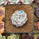 Echeveria 'Alice Blue' 1" Succulent Plant Cutting