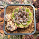 Echeveria 'Amethyst' 2" Cluster Succulent Plant Cutting