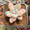 Graptopetalum 'Peach Honey' 2" Succulent Plant Cutting