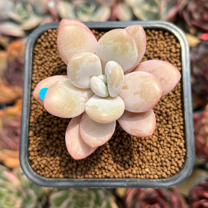 Graptopetalum 'Peach Honey' 2" Succulent Plant Cutting