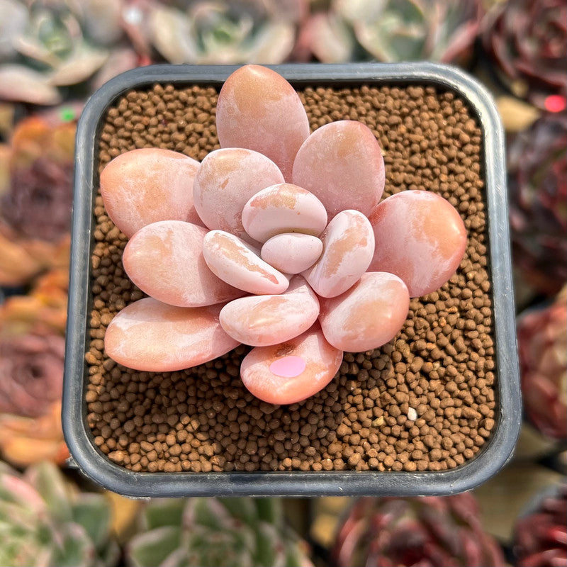 Graptopetalum 'Peach Honey' 2" Succulent Plant Cutting