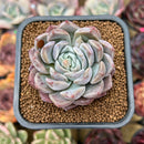 Echeveria 'Meringue' 2" Succulent Plant Cutting