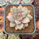 Echeveria 'Angel Star' 2"-3” Succulent Plant Cutting