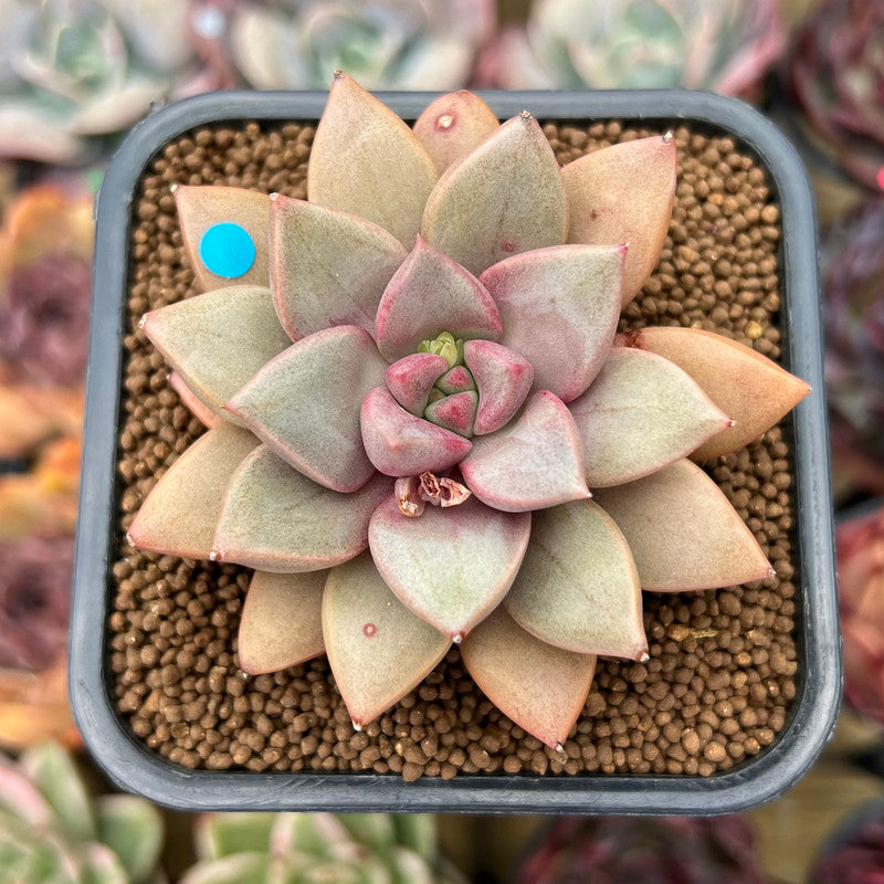 Echeveria 'Angel Star' 2"-3” Succulent Plant Cutting