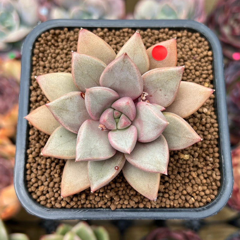 Echeveria 'Angel Star' 2"-3” Succulent Plant Cutting